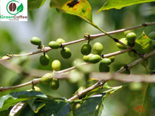 Load image into Gallery viewer, Nicaragua Red Honey - El Especial Microlot Green Unroasted
