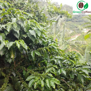 Costa Rican Green Coffee Plantation