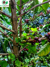 Load image into Gallery viewer, Ethiopian Yirgacheffe Aricha Misty Valley Green Unroasted